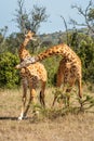 Two Masai giraffe fighting in grassy clearing Royalty Free Stock Photo