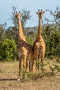 Two Masai giraffe fighting in sunlit clearing Royalty Free Stock Photo