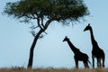 Two Masai giraffe in silhouette under tree Royalty Free Stock Photo