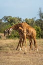 Two Masai giraffe stand fighting on savannah Royalty Free Stock Photo