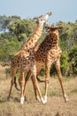 Two Masai giraffe stand necking in savannah Royalty Free Stock Photo