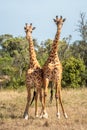 Two Masai giraffe stand side-by-side in savannah Royalty Free Stock Photo
