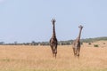 Two Masai giraffe walking in long grass Royalty Free Stock Photo