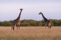 Two Masai giraffes standing in long grass Royalty Free Stock Photo