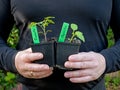 Two masculine hands are holding two pots with seedlings