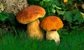 Two mashrooms in nature otdoor at the forest Royalty Free Stock Photo