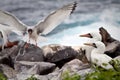 Two masked boobies on a rock and one swallow