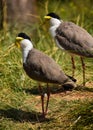 Two masked lapwings
