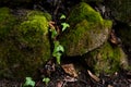 Green ivy grows between of two rock covered with moss in forest on spring day Royalty Free Stock Photo