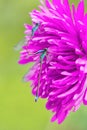 Two mating blue damselflies on pink flower