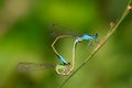 Two mating damselflies Royalty Free Stock Photo