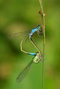 Two mating damselflies Royalty Free Stock Photo