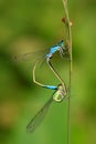 Two mating damselflies