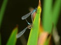 Two mating damselflies