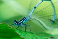Two mating Damselflies on a leaf