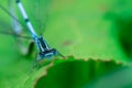 Two mating Damselflies on a leaf