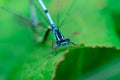 Two mating Damselflies on a leaf