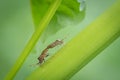 Two mating dock bugs sitting on a green stem Royalty Free Stock Photo
