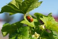 Two mating ladybugs on a green leaf of blackcurrant bush. Royalty Free Stock Photo