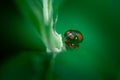 Two mating ladybugs, Coccinellidae, Arthropoda, Coleoptera, Cucujiformia, Polyphaga Royalty Free Stock Photo