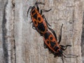 Two firebugs on wood Royalty Free Stock Photo