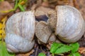 Two mating snails pressed against each other with their soles hiding in the green grass