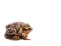 Two mating toads bufo bufo on white background Royalty Free Stock Photo