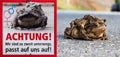 Two mating toads in spring. Royalty Free Stock Photo