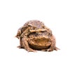 Two mating toads bufo bufo on white background Royalty Free Stock Photo