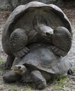 Two Mating Tortoises Royalty Free Stock Photo