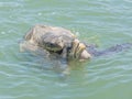 Two mating turtles swimming in the ocean