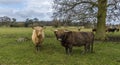 Two matriarch Highland cows stand their ground in a field near Market Harborough UK