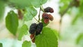 Fresh Mulberry