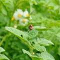 Two mature colorado bugs on the potato