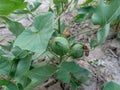 Two mature cotton pods on cotton plant. Fresh pods plant in cotton field