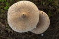 Top down view of large pancake shaped large mushrooms Royalty Free Stock Photo