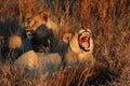 Two  Lions resting in long grass in the evening sun Royalty Free Stock Photo