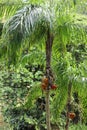 Two mature Palm trees with bunches of red, ripening fruit growing in a rainforest in Hawaii Royalty Free Stock Photo