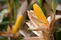 Two mature yellow cob of sweet corn on the field