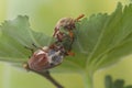Two maybugs on leaf