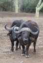 Two mean Cape Buffalo [syncerus caffer] bulls in the bush in South Africa Royalty Free Stock Photo