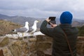 Two Mediterranean gulls Larus michahellis stand on the stone wall of the old fortress. A man photographs birds on a smartphone.