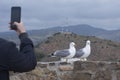 Two Mediterranean gulls Larus michahellis stand on the stone wall of the old fortress. A man photographs birds on a smartphone.