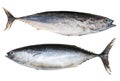 Two Mediterranean horse mackerel.Trachurus mediterraneus