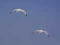 Two Mediterranean seagulls on blue sky Royalty Free Stock Photo