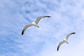 Two mediterranean white seagulls flying Royalty Free Stock Photo