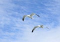 Two mediterranean white seagulls flying Royalty Free Stock Photo