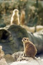Two meercats Royalty Free Stock Photo