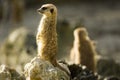 Two meercats Royalty Free Stock Photo