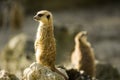 Two meercats Royalty Free Stock Photo